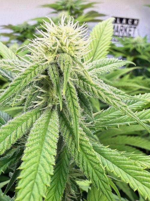 All about Terps. Week 11