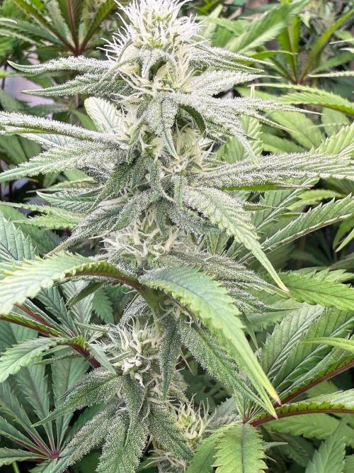 All about Terps. Week 11