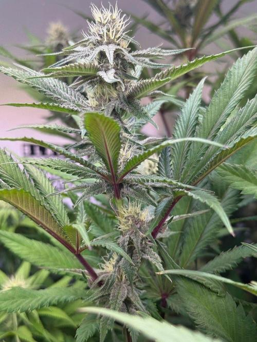 All about Terps. Week 11