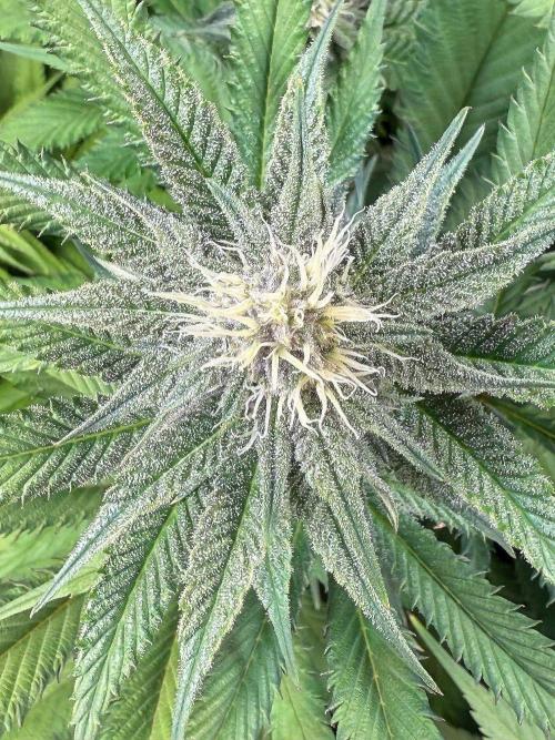 All about Terps. Week 11