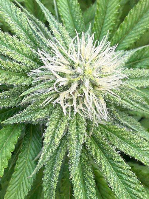 All about Terps. Week 11