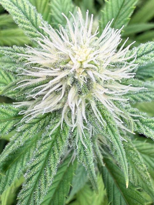 All about Terps. Week 11