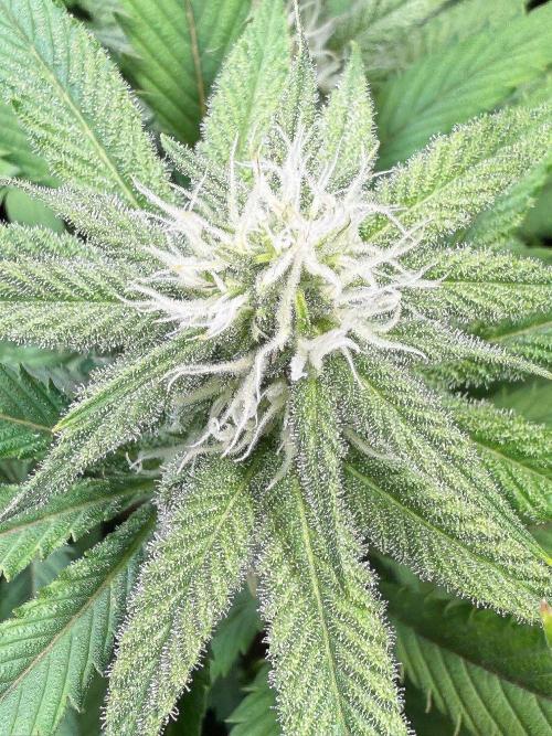 All about Terps. Week 11