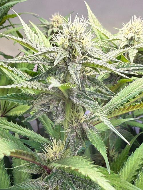 All about Terps. Week 11