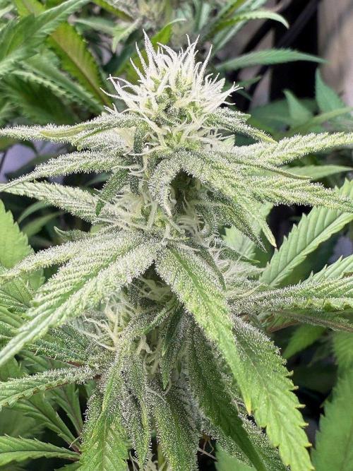 All about Terps. Week 11