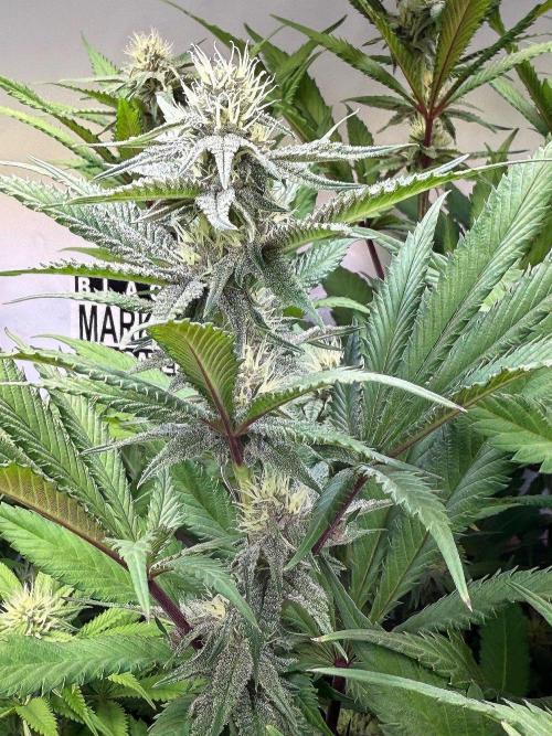 All about Terps. Week 11