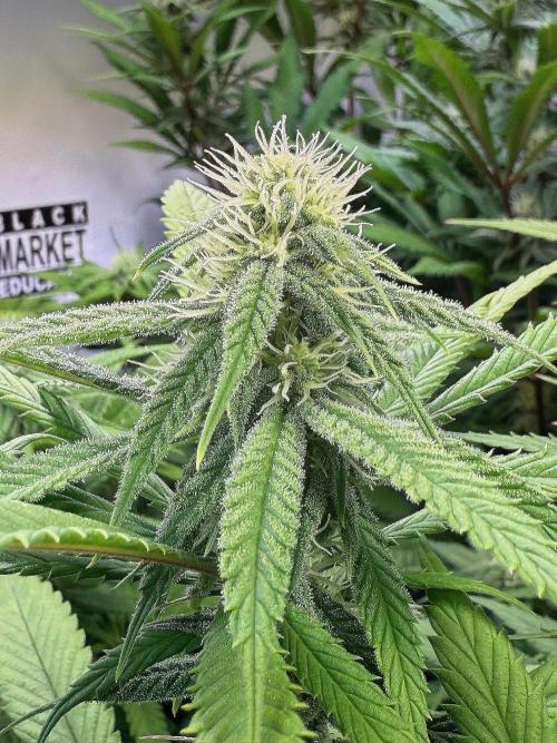 All about Terps. Week 11