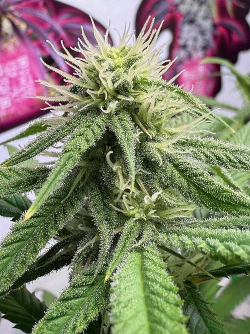 All about Terps. Week 11