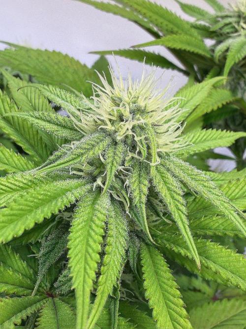 All about Terps. Week 11