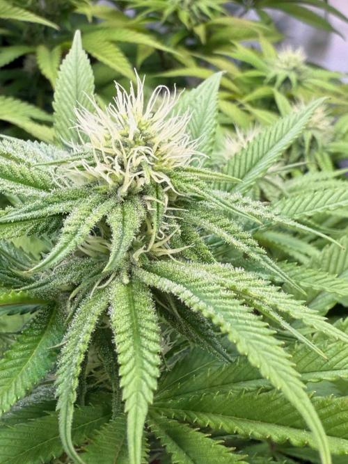 All about Terps. Week 11