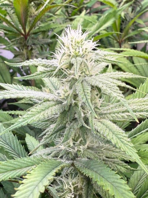 All about Terps. Week 11