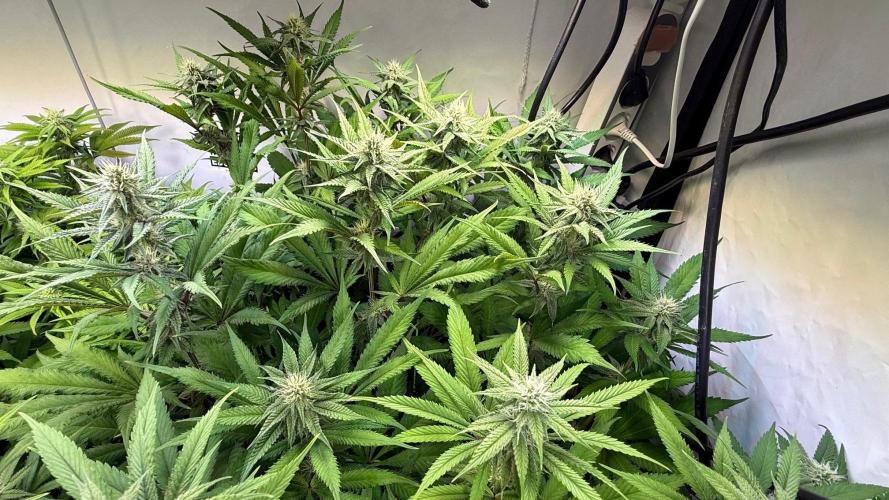 All about Terps. Week 11