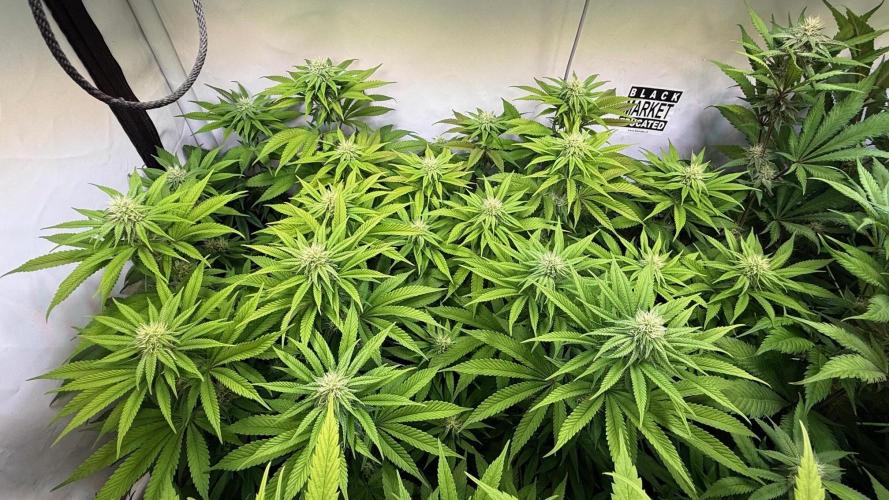 All about Terps. Week 11