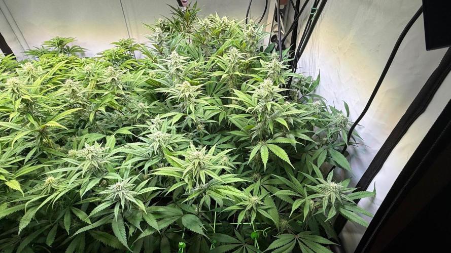 All about Terps. Week 11