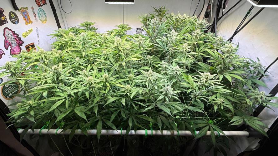 All about Terps. Week 11