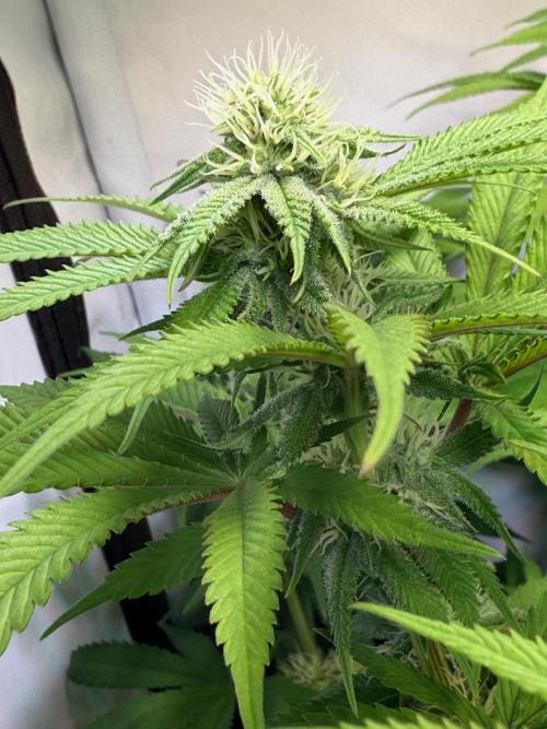 All about Terps. Week 11