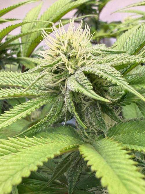 All about Terps. Week 11