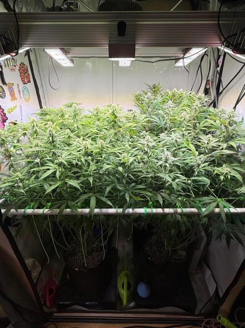 All about Terps. Week 11