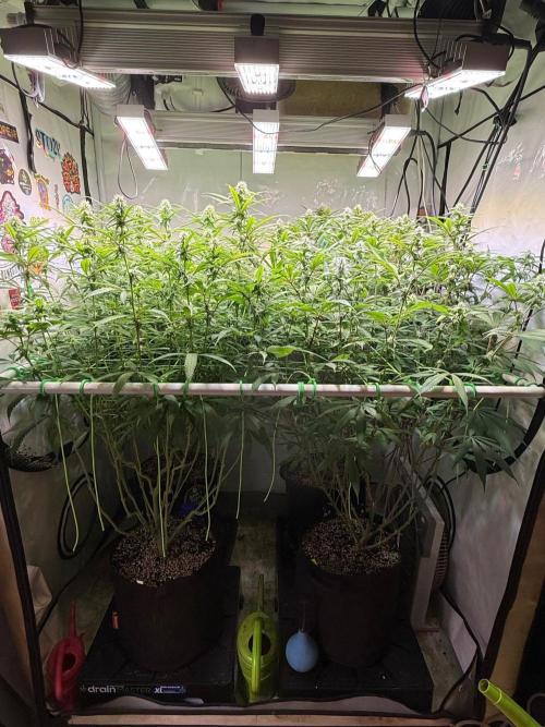 All about Terps. Week 11