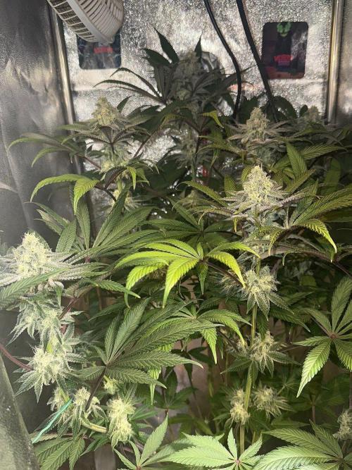 Fire in 40x40. Week 11