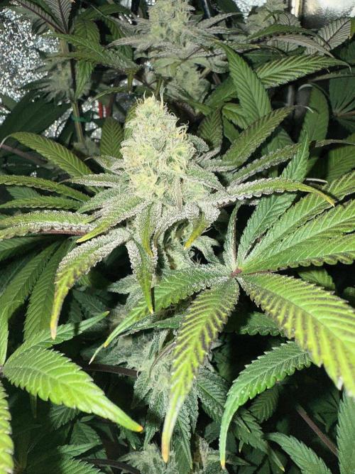 Fire in 40x40. Week 11