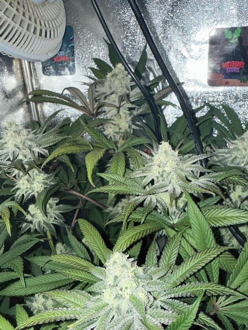 Fire in 40x40. Week 11