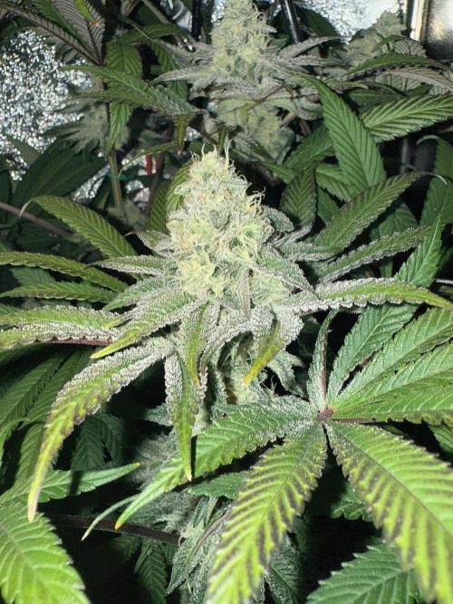 Fire in 40x40. Week 11