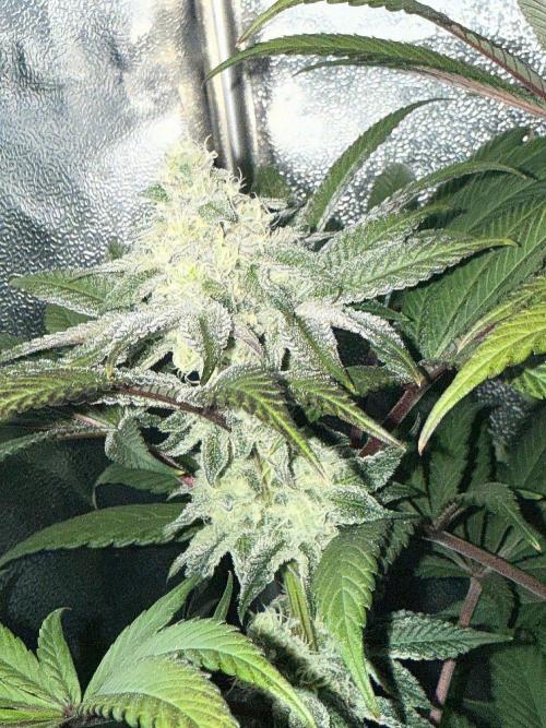 Fire in 40x40. Week 11