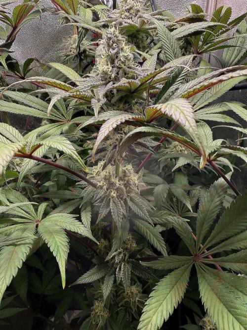 Fire in 40x40. Week 11