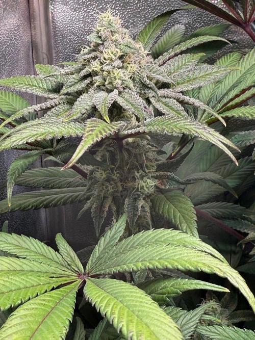 Fire in 40x40. Week 11