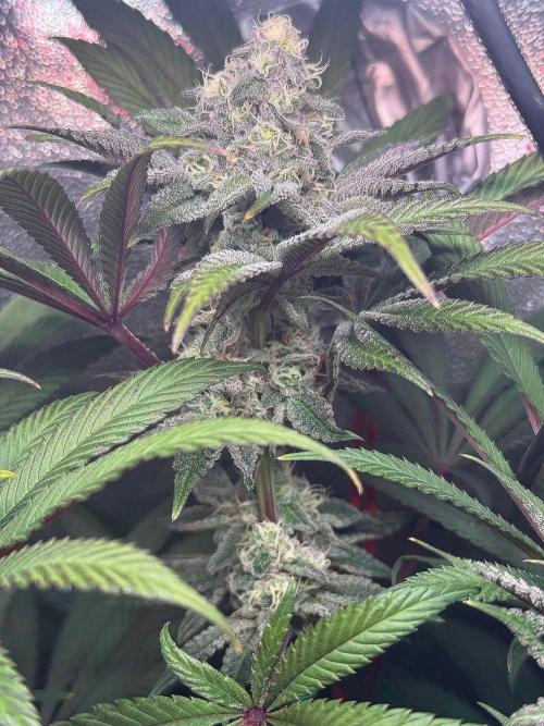 Fire in 40x40. Week 11