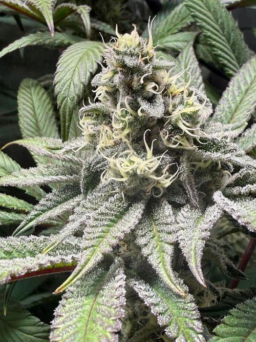 Fire in 40x40. Week 11