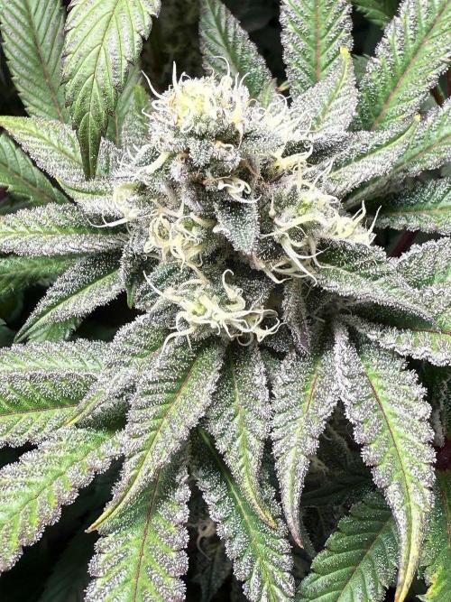 Fire in 40x40. Week 11