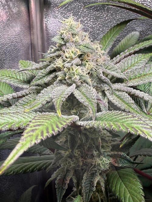 Fire in 40x40. Week 11