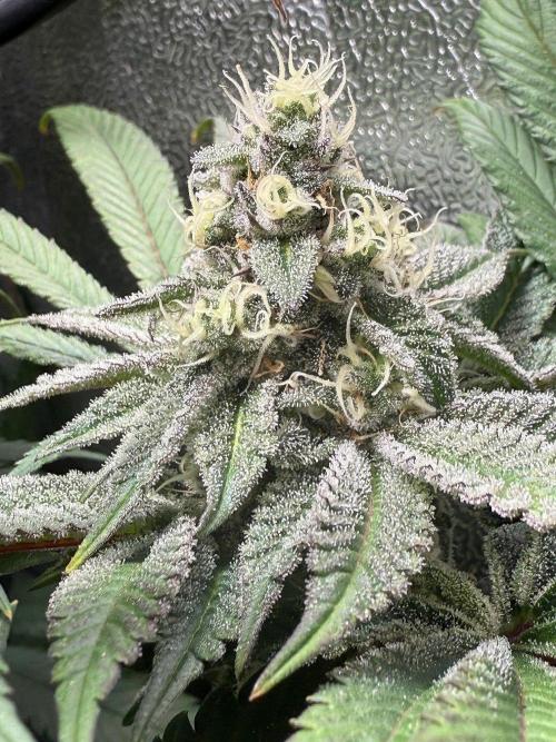 Fire in 40x40. Week 11