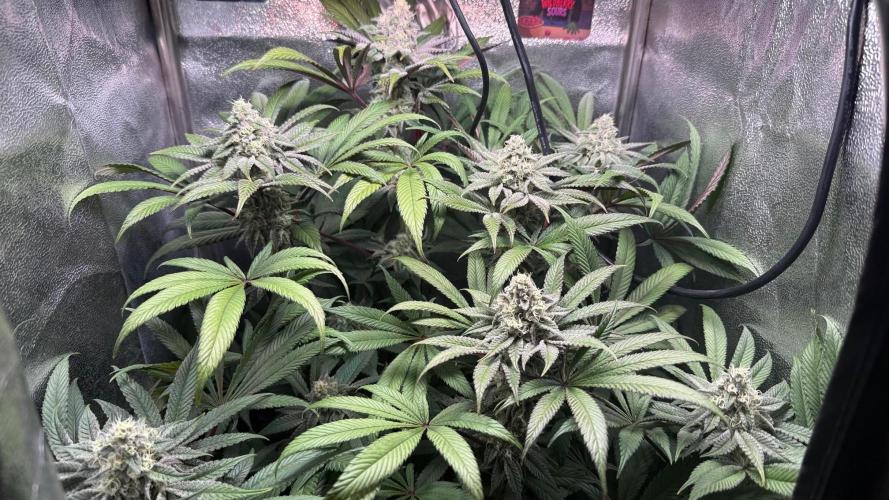 Fire in 40x40. Week 11