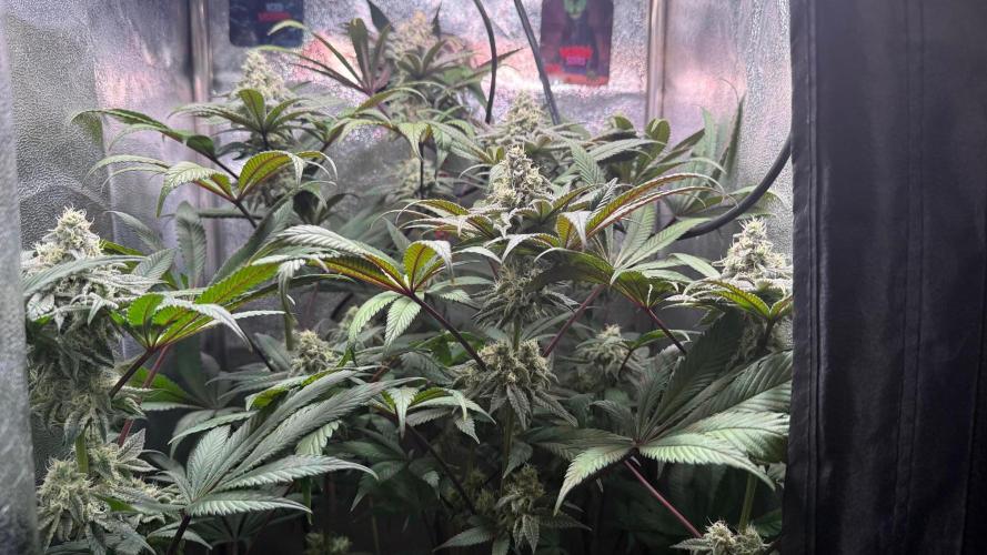 Fire in 40x40. Week 11