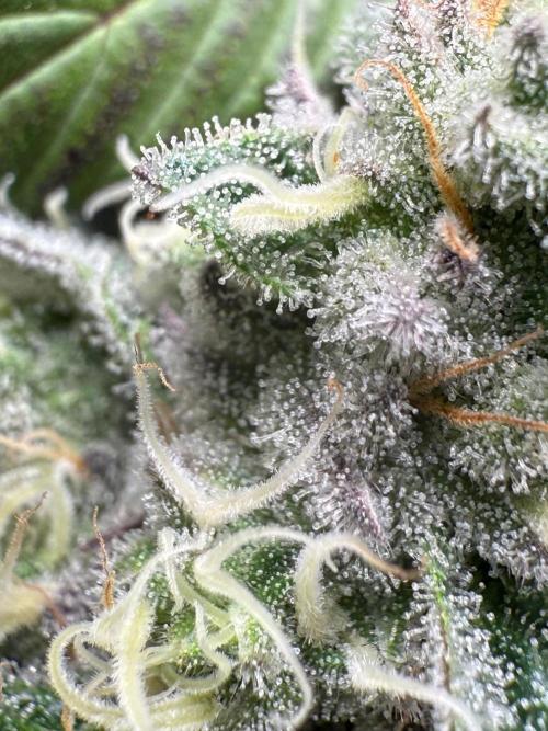 Fire in 40x40. Week 11