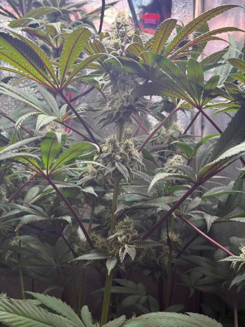 Fire in 40x40. Week 11