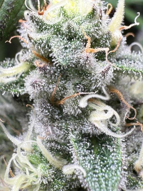 Fire in 40x40. Week 11