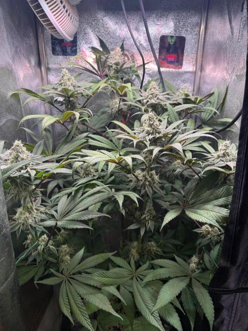 Fire in 40x40. Week 11