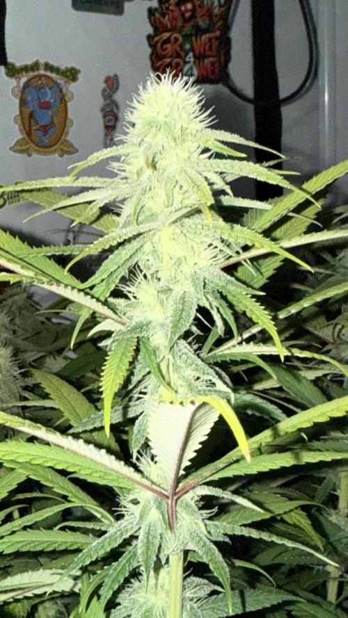 All about Terps. Week 11 - Strawberry Guava