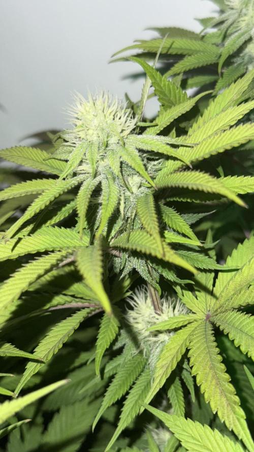 All about Terps. Week 11 - Strawberry Loster