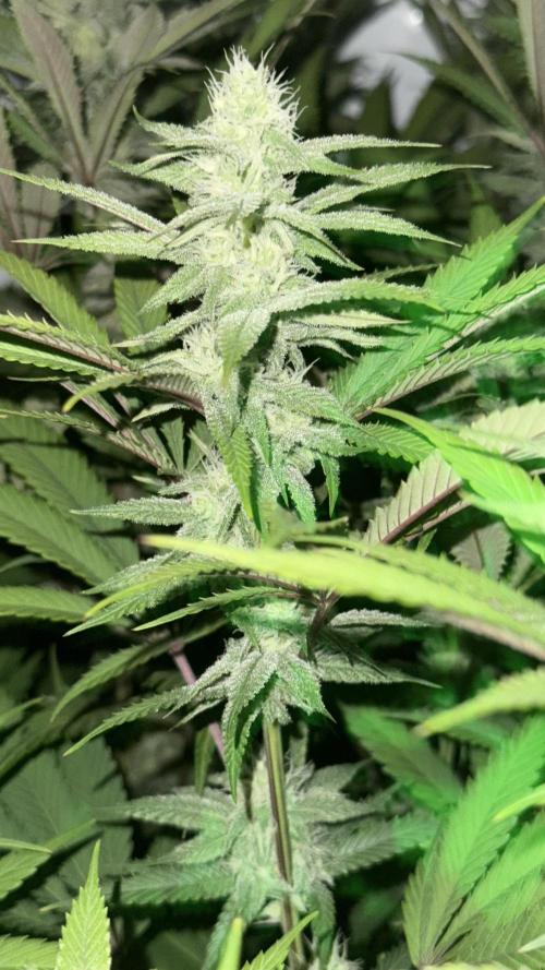 All about Terps. Week 11 - Chemfero