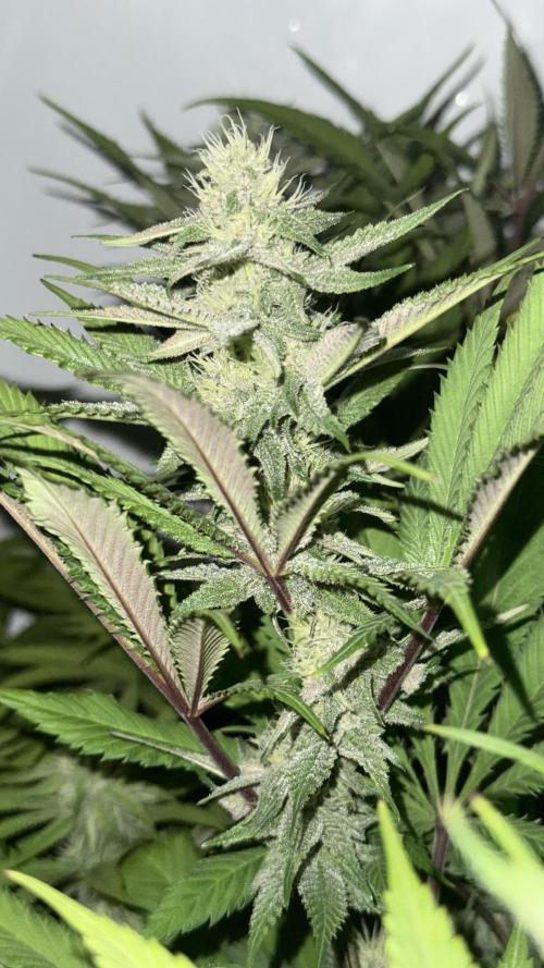 All about Terps. Week 11 - Red Hot Violet