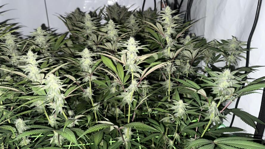 All about Terps. Week 11