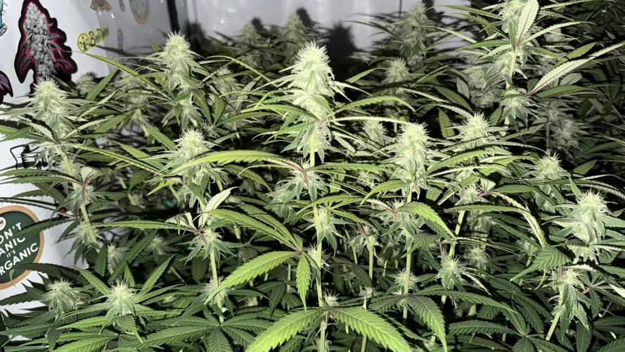 All about Terps. Week 11