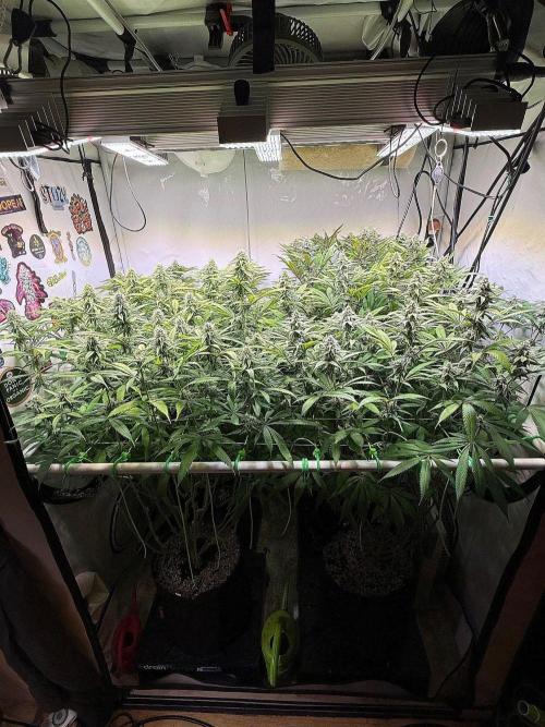 All about Terps. Week 12