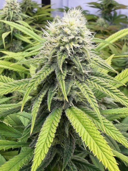 All about Terps. Week 12 - Strawberry Guava