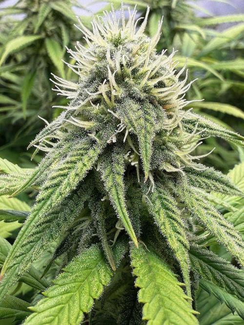 All about Terps. Week 12 - Straw. Guava